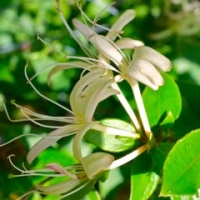 Lonicera japonica.jpg